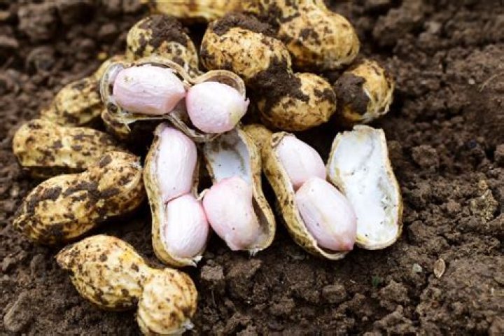 Can groundnuts or peanuts be used for eye health? Can groundnuts or peanuts be used for eye health?