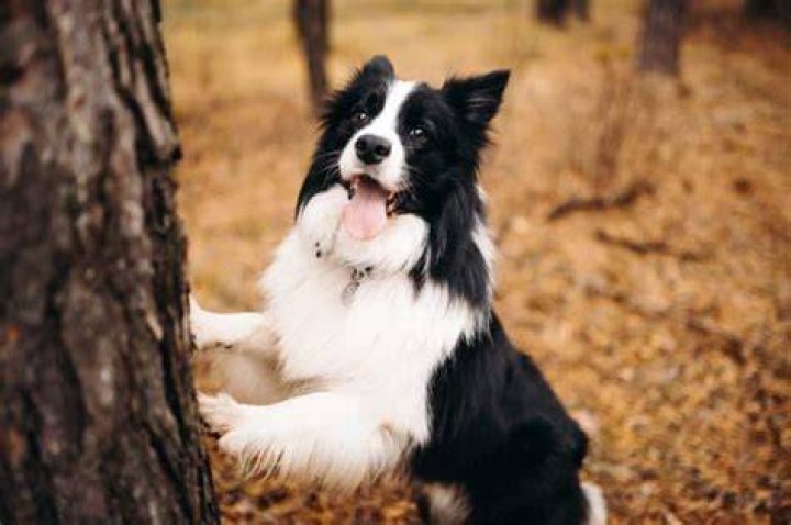 Dogs 'singing along' to Tems' Free Mind song.