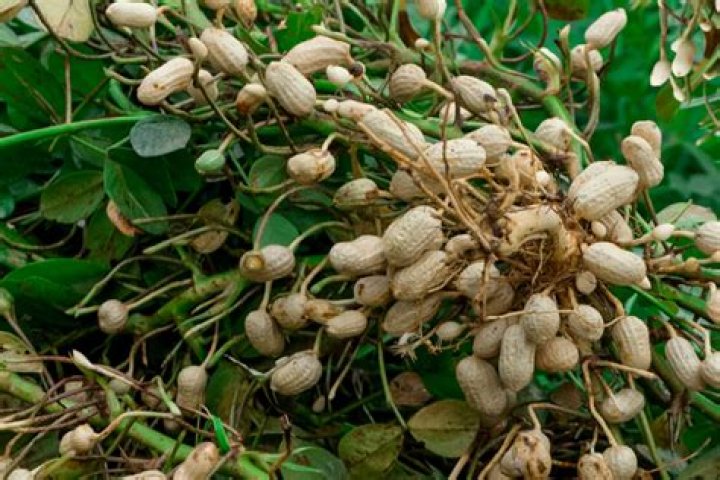 Effect of peanut on the eyes Effect of peanut on the eyes