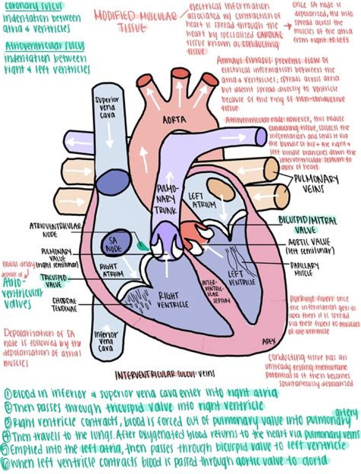 Heart's Photo