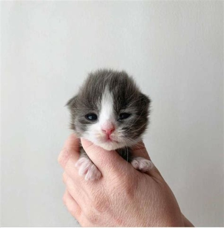 Kitten from 'Drag Me to Hell'