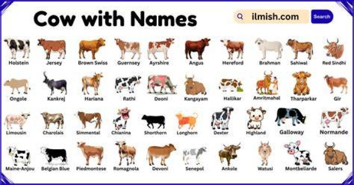 names for cows names for cows