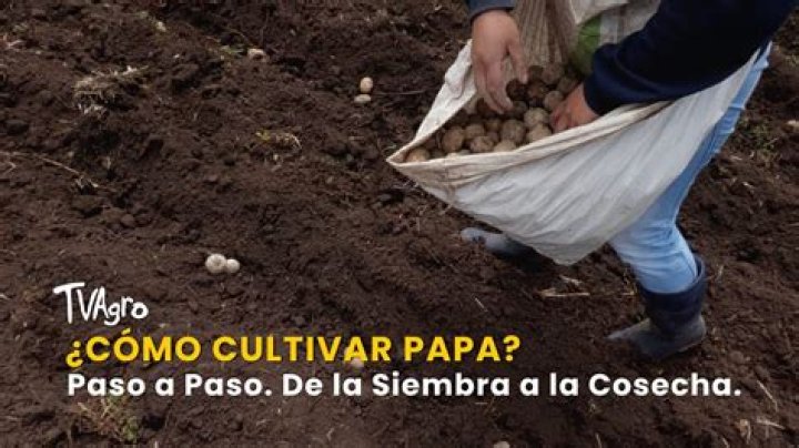 Siembra
